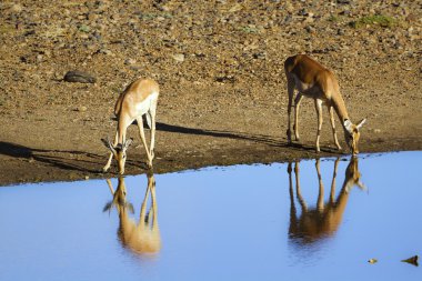 Impala Kruger National park