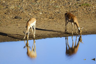 Impala in Kruger National park clipart