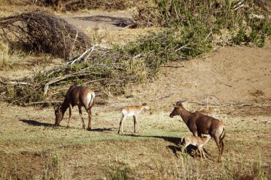 Ortak tsessebe Kruger National park