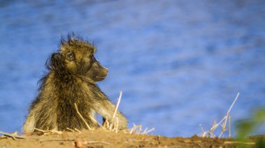 Chacma maymun Kruger National park