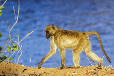 Chacma maymun Kruger National park