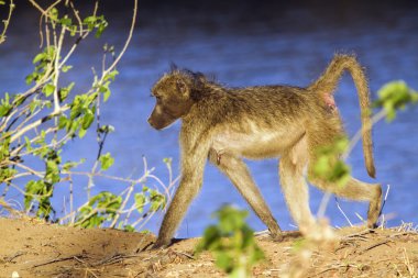 Chacma maymun Kruger National park