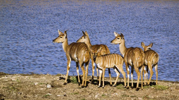 Nyala Kruger National park — Stok fotoğraf