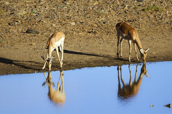 Impala nel parco nazionale di Kruger — Foto Stock