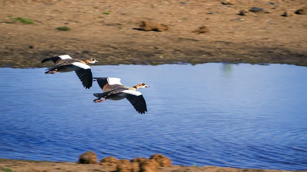 Egyptian Goose in Kruger National park — Stock Photo, Image