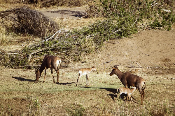 Sessione comune nel parco nazionale di Kruger — Foto Stock