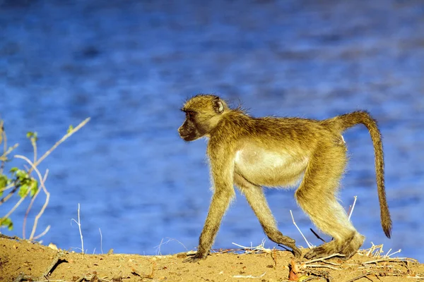 Beerbaviaan in Kruger National park — Stockfoto