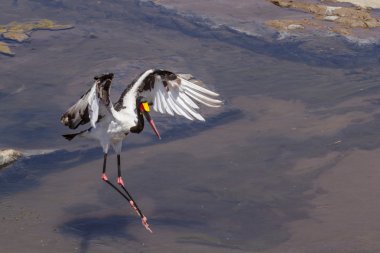 Saddle-billed stork in Kruger National park clipart