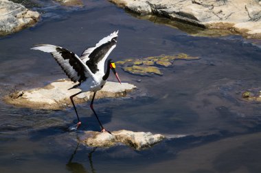 Eyer - gagalı leylek Kruger National park