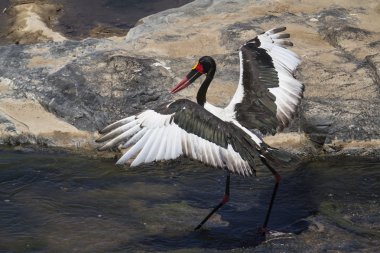 Saddle-billed stork in Kruger National park clipart