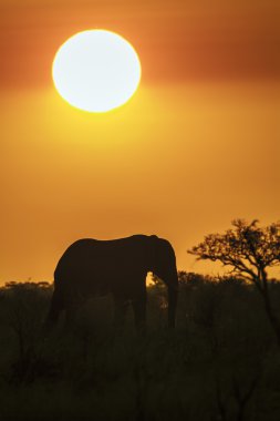 Afrika bush fil Kruger National park