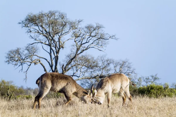 Waterbuck in Kruger National park — Stock Photo, Image