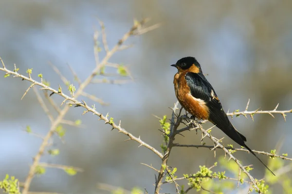 Kızıl göğüslü Swallow Kruger National park — Stok fotoğraf