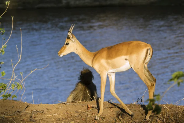 Impala i Kruger National park — Stockfoto