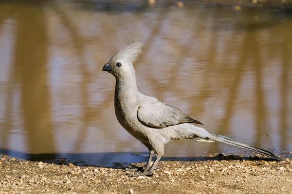 Grey go-away bird in Kruger National park — Stock Photo, Image