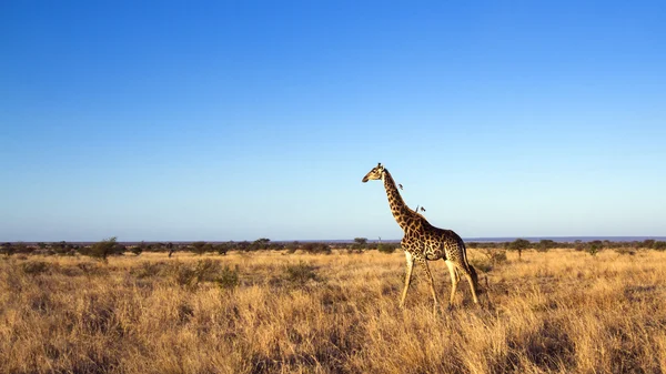 Žirafa v Kruger National park — Stock fotografie