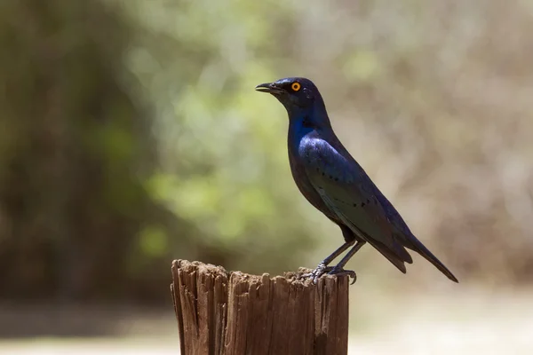 Burchell s Glossy-Starling dans le parc national Kruger — Photo