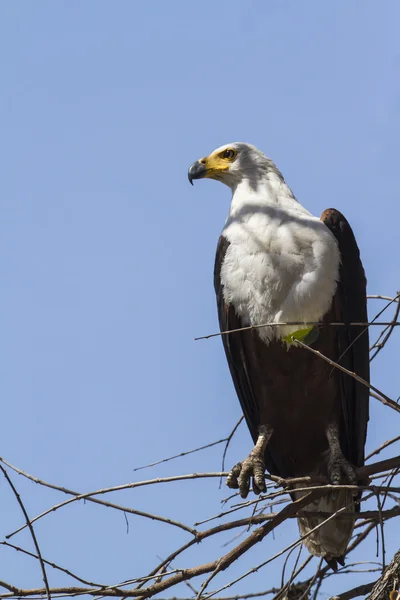 Afrikanischer Fischadler im Kruger Nationalpark — Stockfoto