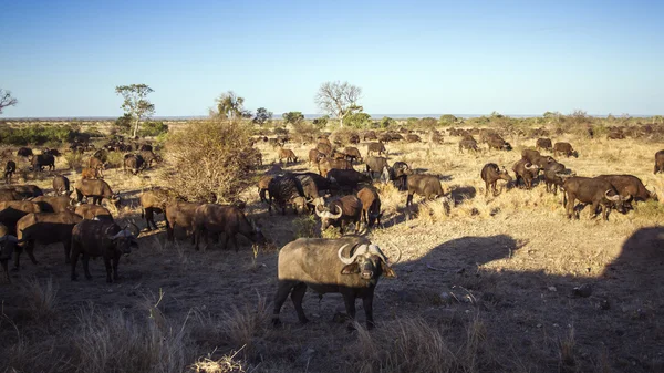 Manada de búfalos africanos en el Parque Nacional Kruger — Foto de Stock