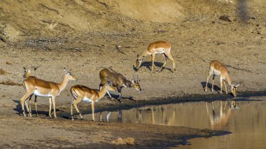 Impala ve Nyala Kruger National park