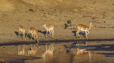 Impala Kruger National park