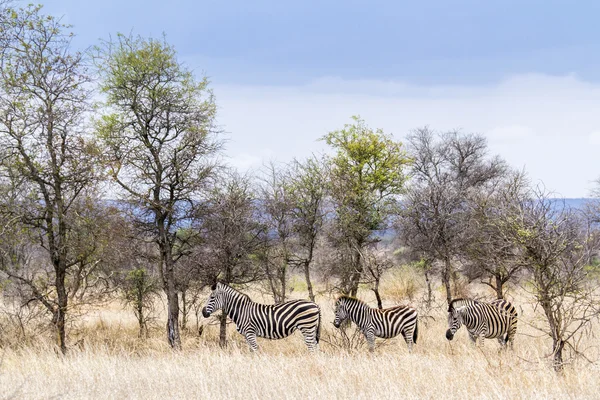 Plains zebra in Kruger National park — Stock Photo, Image