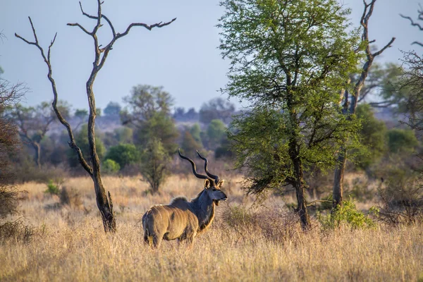 Büyük kudu Kruger National park — Stok fotoğraf