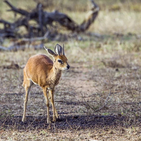 Steenbok 크루 거 국립 공원 — 스톡 사진