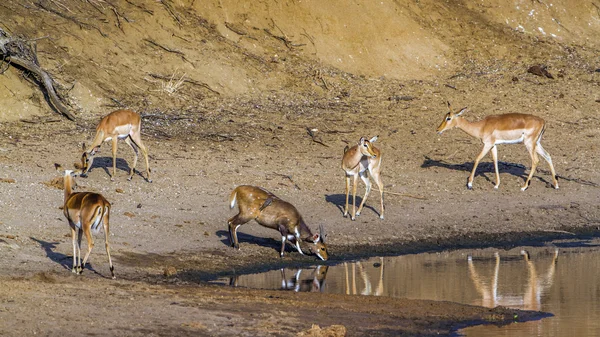 Impala e Nyala nel parco nazionale di Kruger — Foto Stock