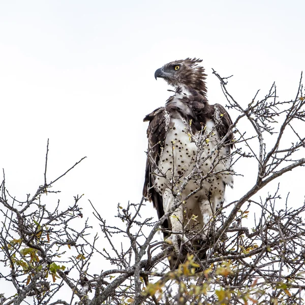Aigle martial dans le parc national Kruger — Photo