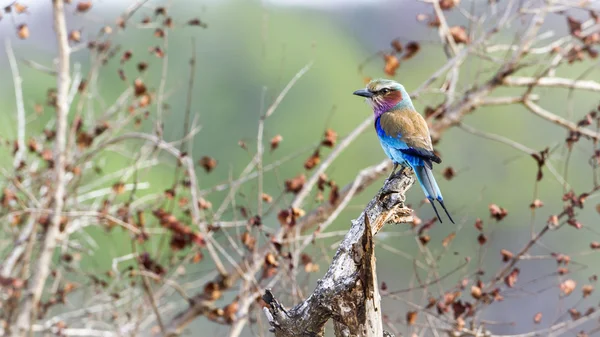 Lilac-breasted roller in Kruger National park — Stock Photo, Image