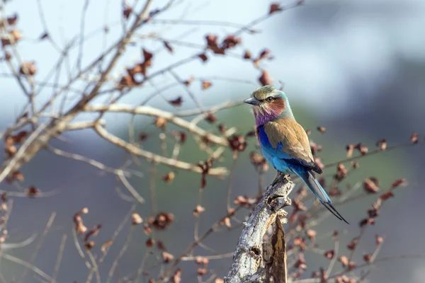 Lilac-breasted roller in Kruger National park — Stock Photo, Image