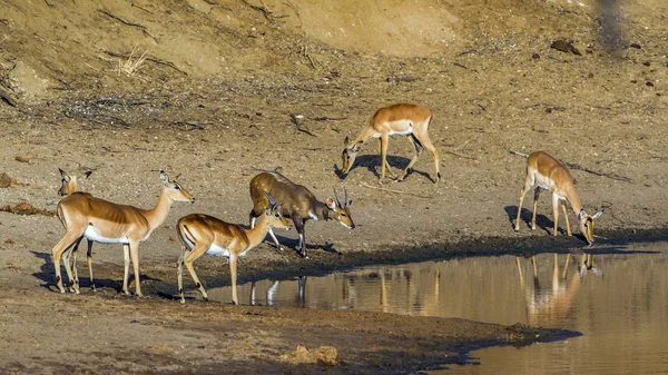 Impala i Nyala w Kruger National park — Zdjęcie stockowe