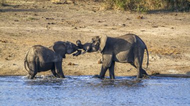 Afrika bush fil Kruger National park