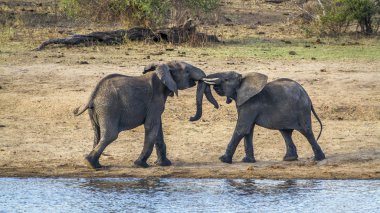 Afrika bush fil Kruger National park