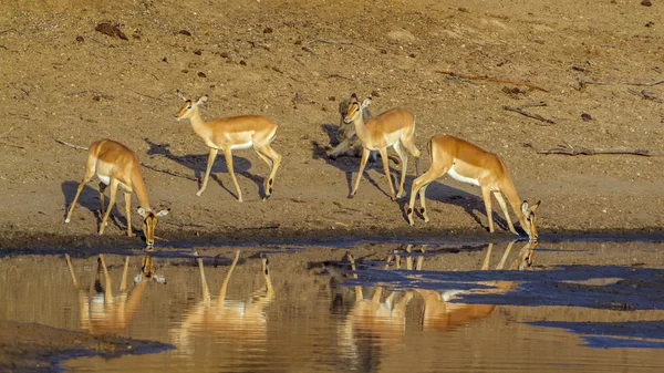 Impala in Kruger National park — Stockfoto