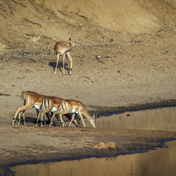 Impala nel parco nazionale di Kruger — Foto Stock