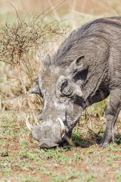 Gemensamma warthog i Kruger National park — Stockfoto