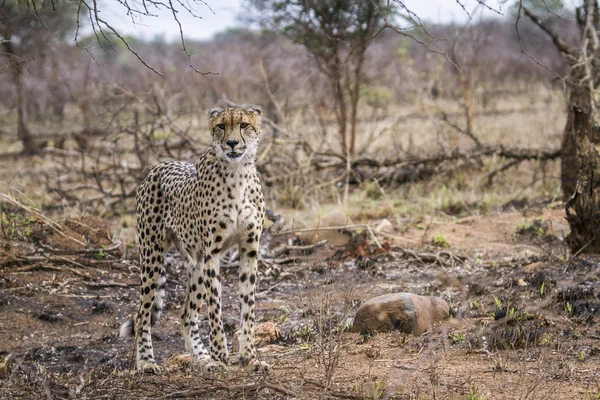 Cheetah en el Parque Nacional Kruger —  Fotos de Stock