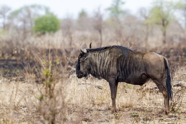 Blauwe gnoe in Kruger National park — Stockfoto