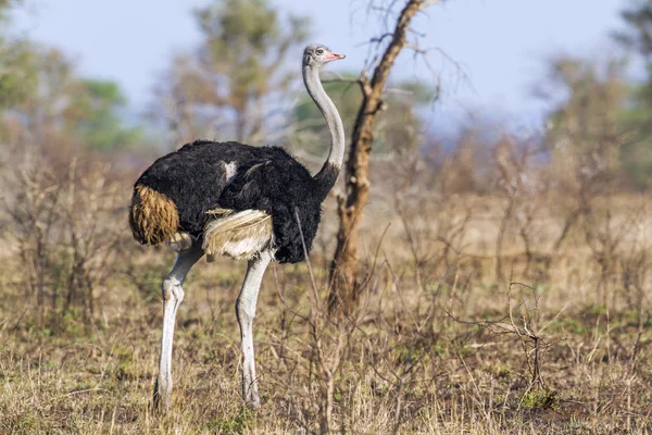 Afrikai strucc a Kruger Nemzeti park — Stock Fotó