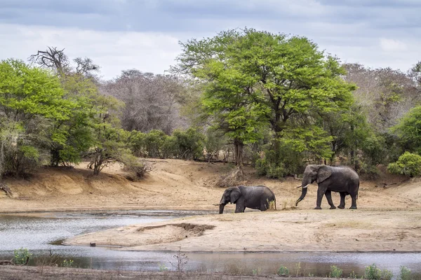 Elefante arbusto africano en el Parque Nacional Kruger — Foto de Stock