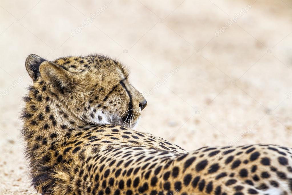 Cheetah in Kruger National park