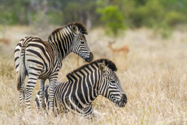 Ovalar zebra Kruger National park