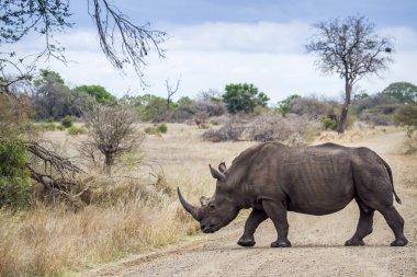 Güney beyaz gergedan Kruger National park
