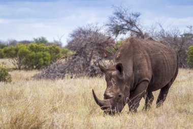Güney beyaz gergedan Kruger National park