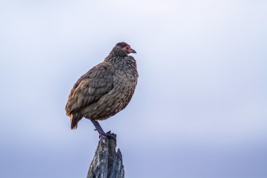 Swainson'ın Spurfowl Kruger National park