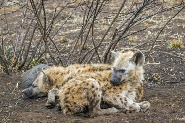 Benekli hyaena Kruger National park