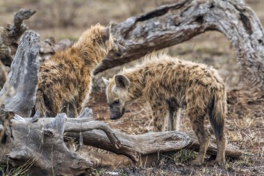 Benekli hyaena Kruger National park