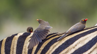Kırmızı gagalı Buffalo-Weaver Kruger National park